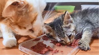 Hungry Kitten doesn't want to share food with Cat, so funny