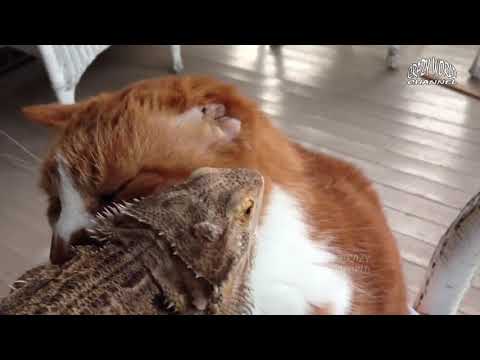 СМЕШНЫЕ КОТЫ И КОШКИ 2018 ПРИКОЛЫ С КОТАМИ И КОШКАМИ 2018 ПРИКОЛЫ С ЖИВОТНЫМИ 2018 #76