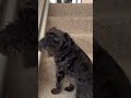 Puppy ambush!