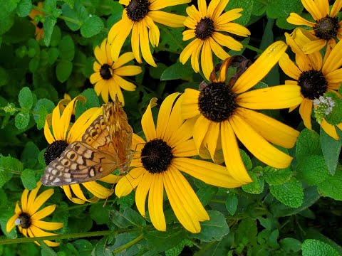 Black Eyed Susan Flower - One Of The Easiest Perennials You Can Grow