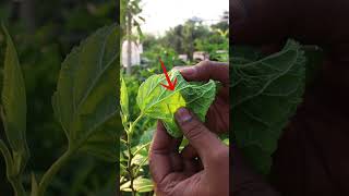 মালবেরি গাছের পোকা #tanvirhobbies #gardening #ছাদবাগান