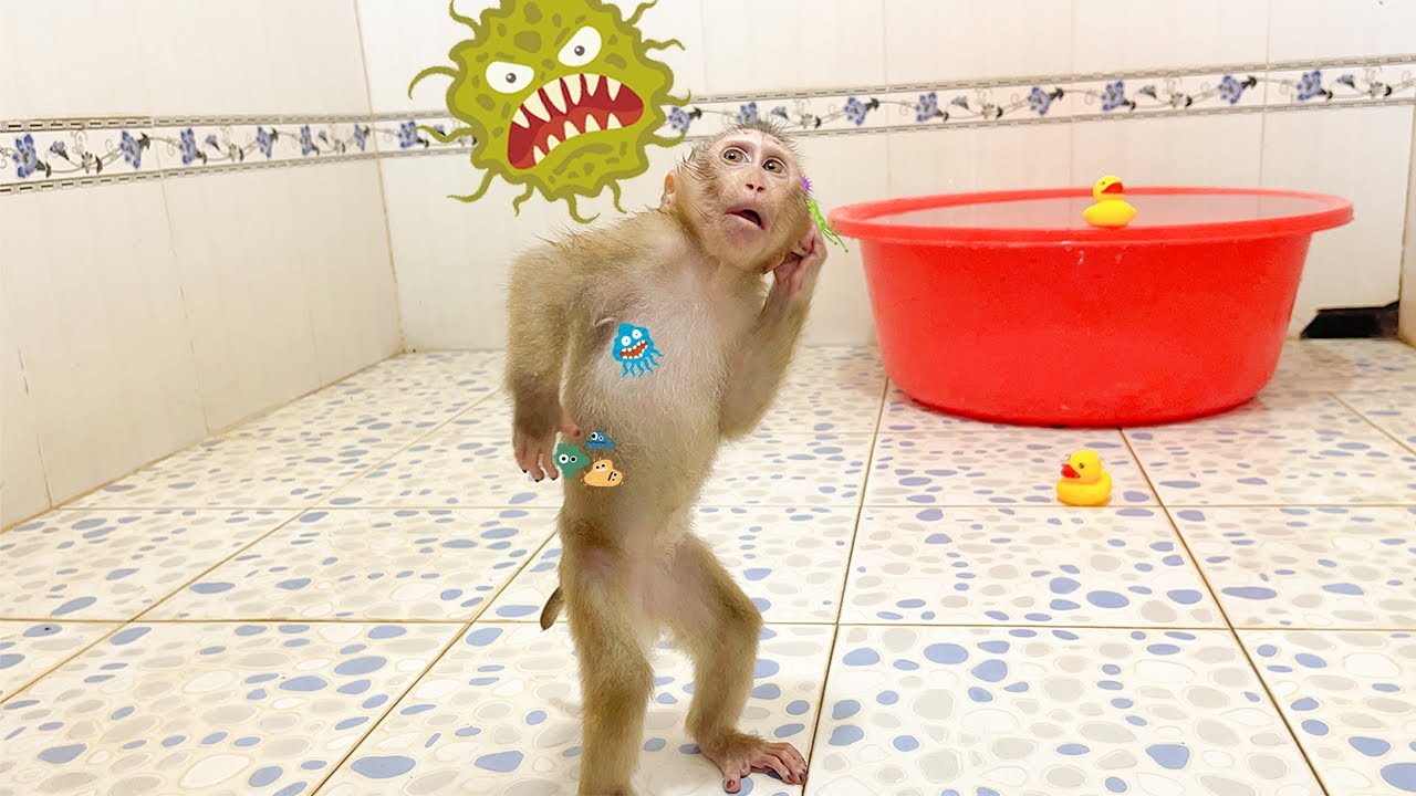 YuYu Monkey Family's Cutest Videos! Part 65 - YouTube