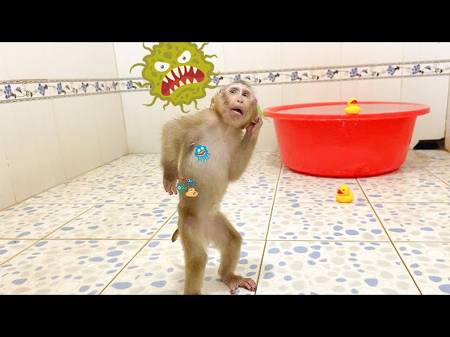 YuYu Monkey Family's Cutest Videos! Part 65 - YouTube