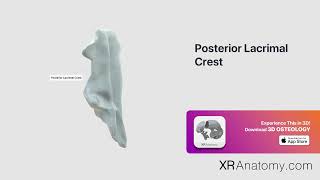 Posterior Lacrimal Crest of Lacrimal Bone