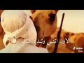 احب الابل ماشاءالله