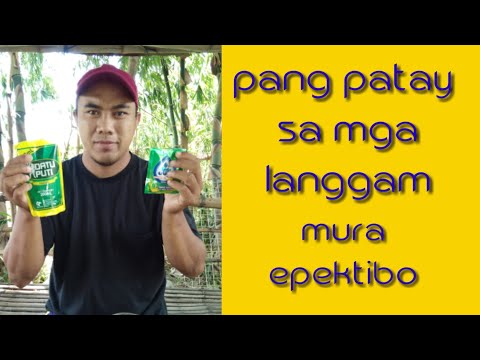 Paano patayin  ang mga langgam?|how to get rid of ants |effective and natural  way|vlog29