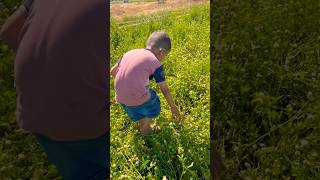 #rootsandculture #trendingshorts #cutebaby @Ajay_Hooda_official