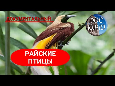 🎭 РАЙСКИЕ ПТИЦЫ🌎 ДОКУМЕНТАЛЬНОЕ КИНО 🎆 2021