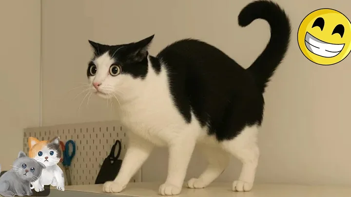 Watch the video about Best cute ANIMALS funny VIDEOS 2025🤫funny Cats,Dogs VIDEO 2025🐾funny CUTE kittens TRY NOT TO LAUGH