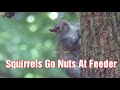 Squirrel Pest Control...Squirrels Go Nuts At Feeder Atn4kpro HD