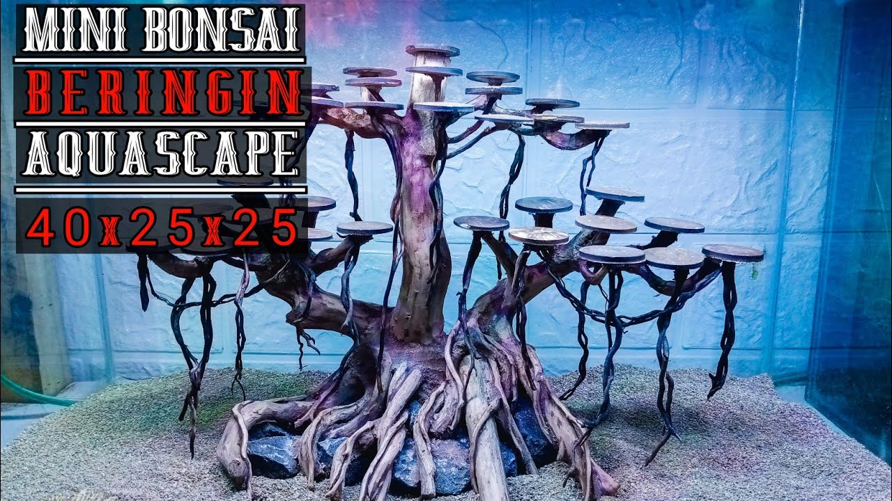 006 MINI BONSAI BERINGIN AQUASCAPE LOW BUDGET LOW CO 2 YouTube