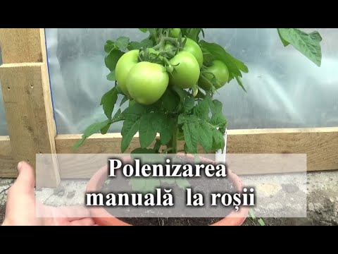 Polenizarea manuală la roșii | Condițiile optime de polenizare