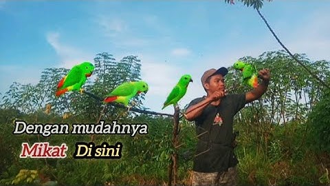 Dengan mudahnya mikat burung serindit liar kalau tau cara dan tekniknya
