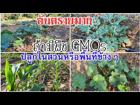 อันตรายมากเมื่อมีพืช GMOs ปลูกในสวนหรือพื้นที่ข้างๆโดยที่เกษตรกรไม่เคยรู้