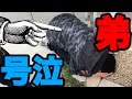 弟が通行人にう○こスプレーをかけて泣かしてましたw