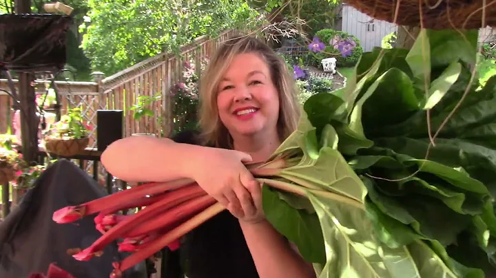 Harvesting Rhubarb 2025!!!!