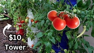 They Said It Couldn't Be Done, Cheap & Easy Hydroponic Tomatoes