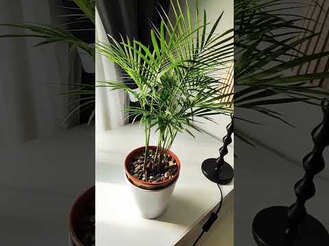 Video: Areca Palm Plants - Ինչպես աճեցնել Areca Palm Houseplant