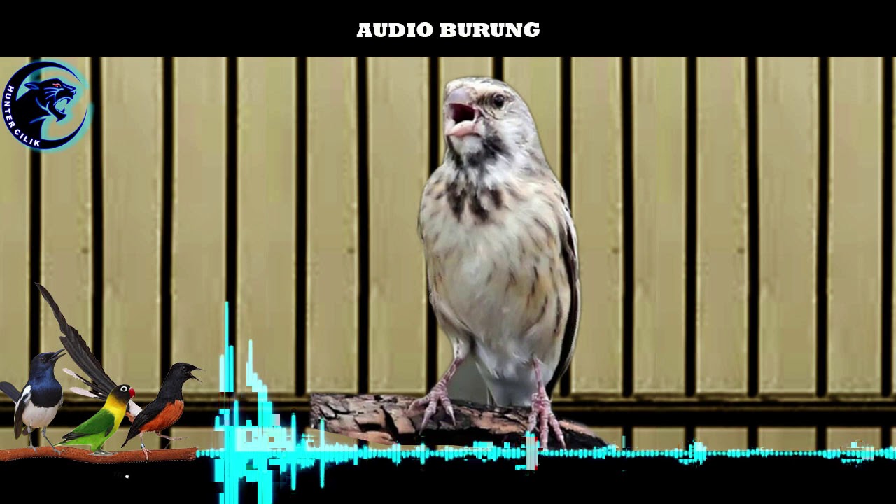 SUARA BURUNG BLACKTHROAT JERNIH GACOR MP3 