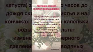 Растение, которое «плачет» перед дождём  #цветы
