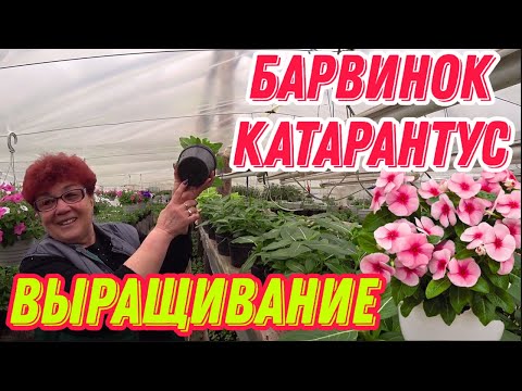 Барвинок(Катарантус) выращивание.