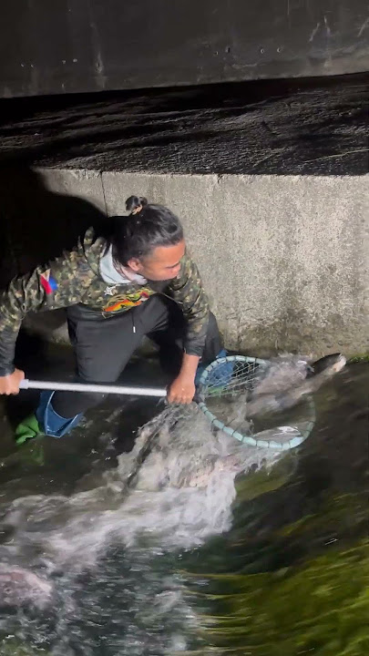 A lot of fish coming! #catchingfish #fypyoutube #fypシ