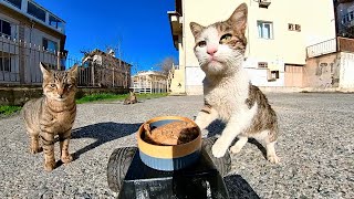 FEEDING CATS WITH RC CAR
