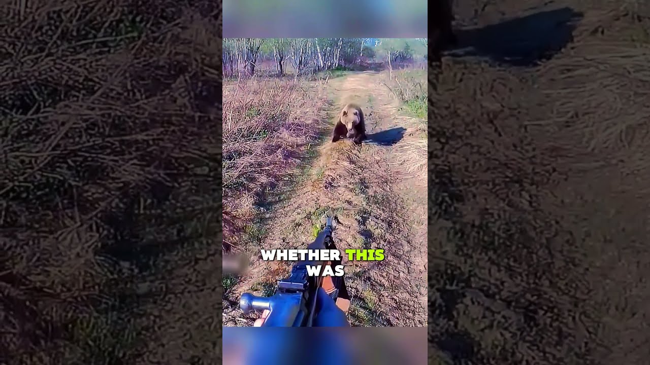 When A Bear Meets Gun Animals Wildlife Help