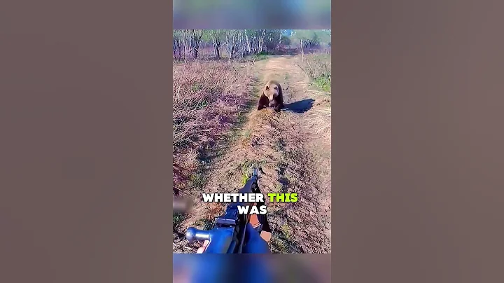 When a Bear Meets a Gun#animals #wildlife #help #bear