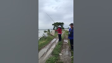 chị gái nhấp ếch mùa nước quá hay