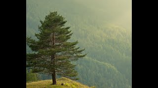 The Story of Pine Tree Wood and Comparing Pine Trees with Spruce Trees