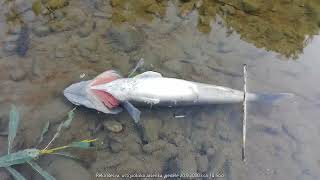 Umírající Bečva, 20. Září 2020, V 1800