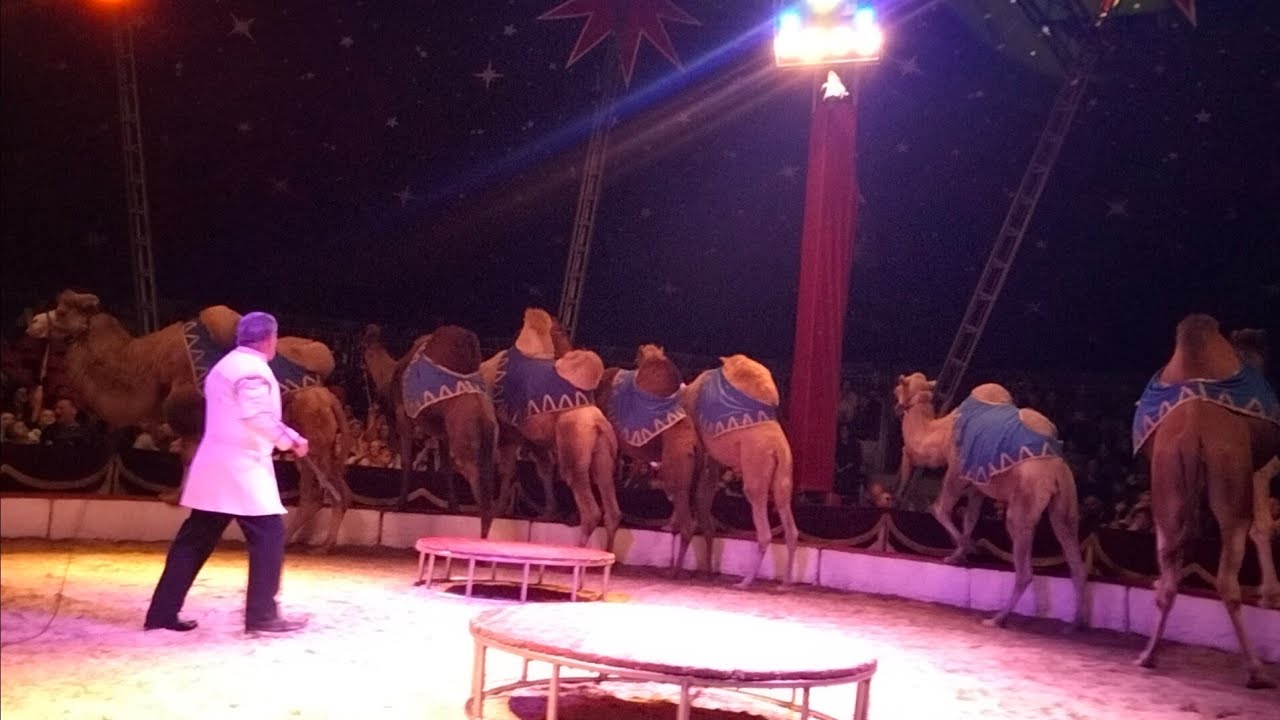 Cirkus Humberto 2022