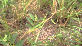 Arizona1 080-Tarantula.avi