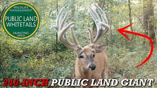 240-Inch Public Land Giant Scott Buckley Public Land Whitetails