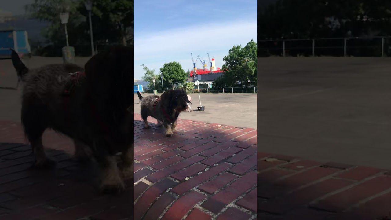 Auf der Mauer, auf der Lauer ...