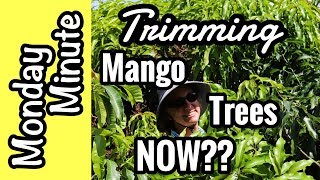 Monday Minute- Trimming Mango Trees NOW?