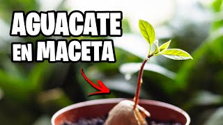 ¿AGUACATE en MACETA? 🥑 TOP 5 CUIDADOS y CONSEJOS | La Huerta de Ivan