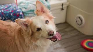 A Dog Photo & Video Session at Lake Lanier in Gainesville, GA