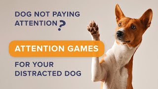 Dog Not Paying Attention? Attention Games for Your Distracted Dog by SpiritDog Training 11,874 views 1 year ago 3 minutes, 59 seconds