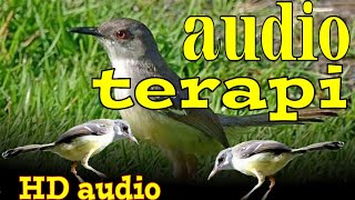 audio terapi CIMBLEK KALI jaminan langsung bunyi cimblek anda