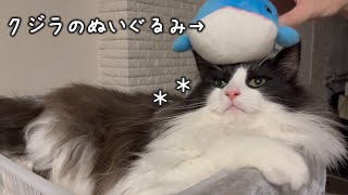 猫、クジラを頭にのせる｜ノルウェージャンフォレストキャット by まどろみのノルウェージャン's 113 views 1 year ago 2 minutes, 39 seconds