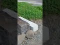 20221004-5 臆病な猫を怖がらせる悪人ちひろッス