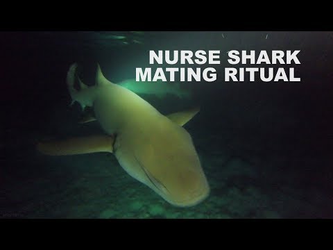 Nurse shark mating ritual - Maldives