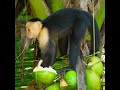 Monkey #monkey #nature #wildanimals #wildlife