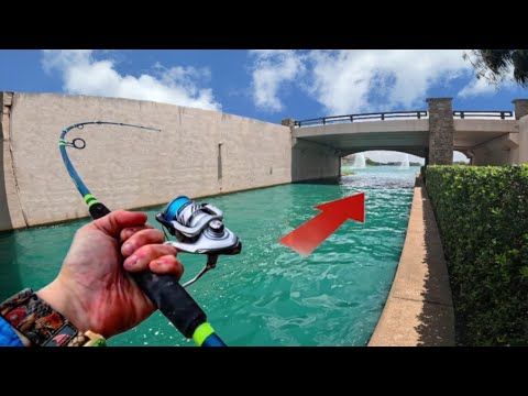 This Hidden City Fishing Spot Is Swarming With Millions of Fish!