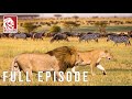 WILD SAVANNAH | Survival Stories from the Heart of Africa | Nature animal documentary