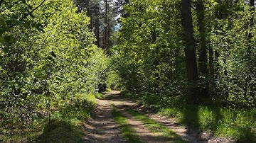 Spring forest and relaxing birdsong for sleep