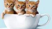 Chanson 1 2 3 3 P Tits Chats Youtube Chanson 1 2 3 3 P Tits Chats Youtube