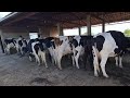 FAZENDA DO AMIGO ZÉ IVANIO, ITAÍBA PE // vacas leiteiras